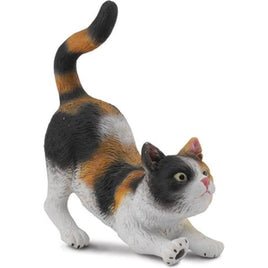 British shorthair 3 color cat