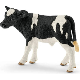 Holstein calf 13798