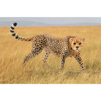 Cheetah Female 14746
