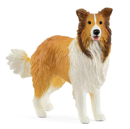 Collie 13998