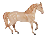 Champagne Quarter Horse Cross