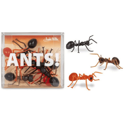 Ants_ Accments - ToyTime