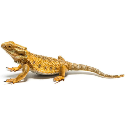 Bearded Dragon Lizard...@Breyer - ToyTime