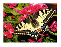Butterfly 500pc Puzzle - ToyTime