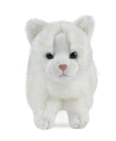 Cat Assortment Small - ToyTime