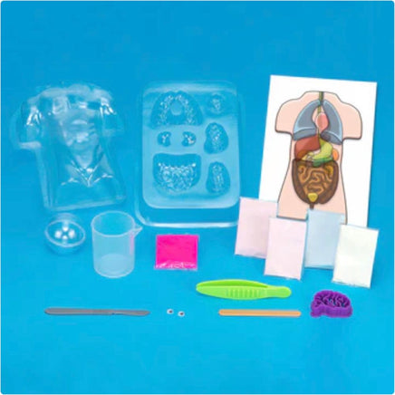 Gross Anatomy: Make - Your - Own Squishy Human Body - ToyTime