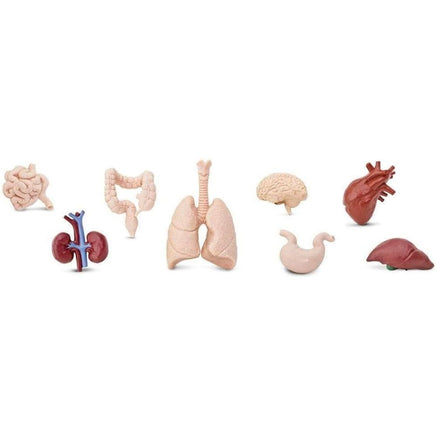 Human Organ Toob…@Safari - ToyTime