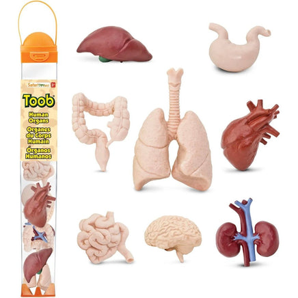 Human Organ Toob…@Safari - ToyTime