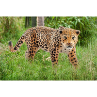 Jaguar 14769...@Schleich - ToyTime