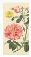 John Derian Notepad - ToyTime