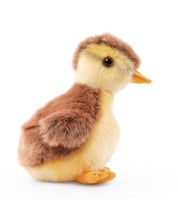 Mallard Duckling - ToyTime
