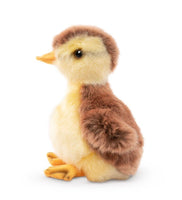 Mallard Duckling - ToyTime