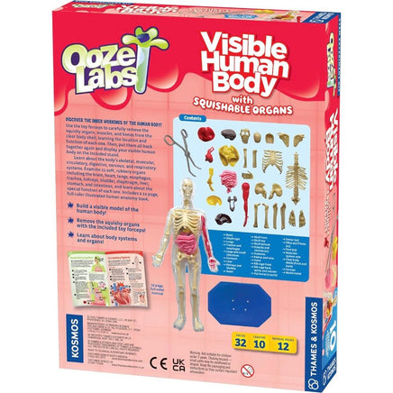 Ooze Labs: Visible Human Body with Squishable Orga - ToyTime