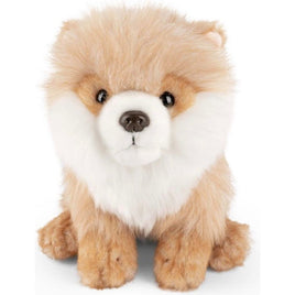 Pomeranian AN641 - ToyTime