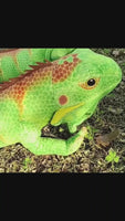 Bearded Dragon Lizards Plush Toy Soft Stuffed Wild Animal