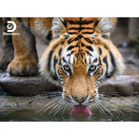 Tiger Discovery 3D Jigsaw Puzzle 10472 500pc - ToyTime