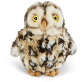 Little Owl AN528